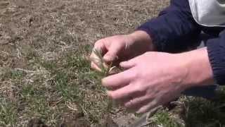 A check up of Ohio's wheat fields