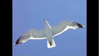 Bad Company-Seagull