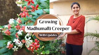 How to grow Madhumalti Happy and Healthy | Garden Up Basics Ep. 15