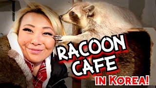 GOING TO A RACOON CAFE in Seoul, Korea!! #RainaisCrazy