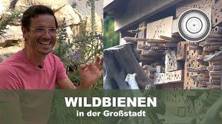 Wildbienen in der Großstadt, wie kann ich in der Stadt Wildbienen und Bienen, Hummeln etc fördern??