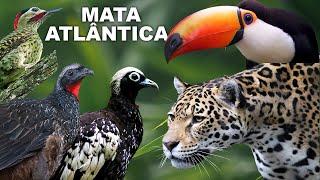 MATA ATLÂNTICA "AVES" | MACUCO, JACUTINGA, JACU, INHAMBUGUAÇU, ARAPONGA, TUCANO "DOCUMENTÁRIO"