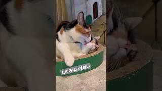 好きが止まらない三毛にゃんズ　#三毛猫　#保護猫カフェ