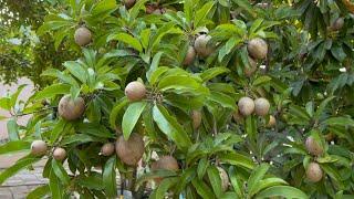 Lots of backyard fruit trees in Central Florida