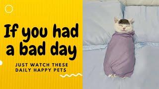 If you had a bad day, just watch these daily happy pets | Day 113