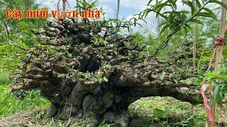 Chia sẽ khu vườn nhà (cây đang nuôi )