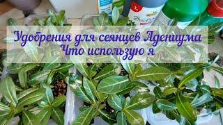 Удобрения для АДЕНИУМА, способствующие быстрому  росту и развитию ( по моему мнению)