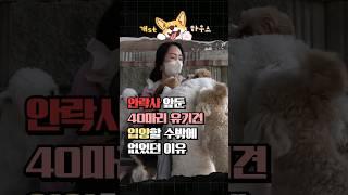 안락사 앞둔 40마리 유기견 입양할 수밖에 없었던 이유 #Shorts