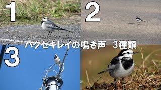 ハクセキレイの鳴き声　3種類