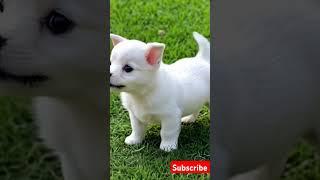 Baby dog #cute #dog #barking #puppy #puppyentertainment #cuteanimal #pets #puppydog #shortsfeed