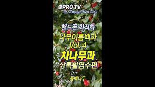 나무이름백과 Vol.  4.  차나무과 상록활엽수편