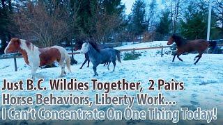 Just B.C. Wildies, 2 Pairs, Horse Behaviors, Liberty Work... I Can't Concentrate On One Thing Today!