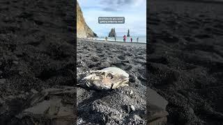 Watch this before you visit Reynisfjara, Iceland's most dangerous black sand beach ️ #iceland