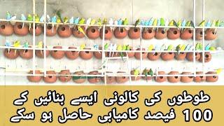 How To Make Budgies colony | Budgies Colony Setup | Budgies ki Colony kesy Bnaain