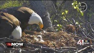 Gary Lezak would rather watch live video of eaglets than give the weather forecast