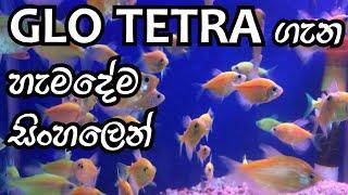 glo tetra fish care in sinhala/  D.H FISH ADVISOR