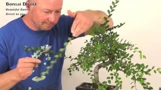 How do I prune my Chinese Elm Indoor Bonsai?