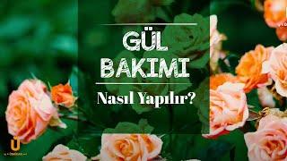 Gül Bakımı Nasıl Yapılır? | Gül Sulama ve Çiçeklendirme İpuçları