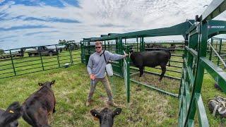 Green Grass and Black Cattle