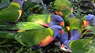 Nature Sounds/Bird Sounds [Rainbow Lorikeets]