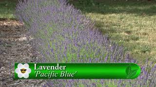 Good Garden Lavenders