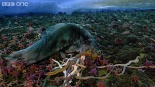 Life - Timelapse of swarming monster worms and sea stars - BBC