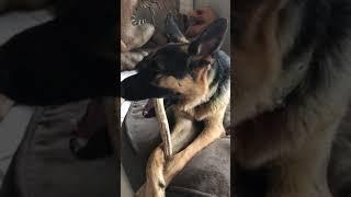 The BEST Antler!!! | PuppySimply