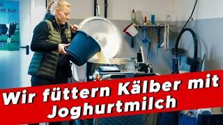 Joghurtmilch – unser Erfolgsrezept für die Kälbergesundheit - My KuhTube Film 932