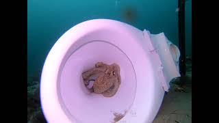 Octopus in a Toilet