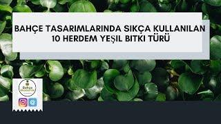 Bahçe Tasarımında kullanilan 10 Her Dem Yeşil Bitki Türü Önerisi