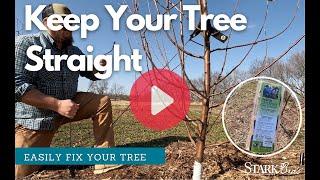 How to Straighten A Tree- Keep Your Fruit Trees Straight