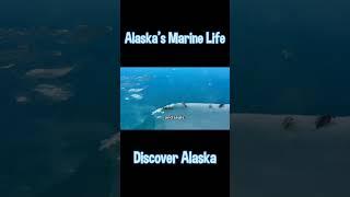 Discover Alaska: Alaska's Marine Life #virtualtravelescapades #Alaska #AlaskaMarineLife