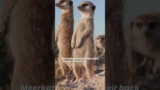 Why Do Meerkats Stand Up? Meerkat Standing Up