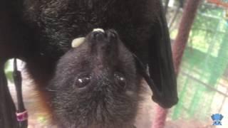 Flying-Fox eats banana:  this is Dave