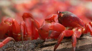 45 Million Red Crabs March | Lands of the Monsoon | BBC Earth