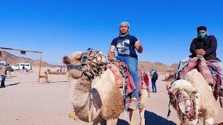 Desert Safari । Hurghada । Egypt । ARAB SAFAR