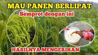 PUPUK DENGAN INI PANEN MELIPAH RUAH..!! 10× lebih banyak Cara agar panen padi melimpah