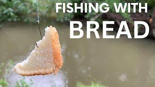 Catching GIANT Fish with BREAD!