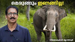 ആനജീവിതം, അധികമറിയാത്ത ആനക്കാര്യങ്ങൾ Amazing facts about elephants #elephant #malayalam #ആന #facts