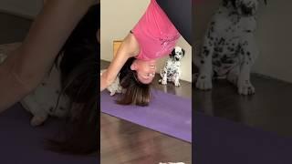 Welcome to a slice of pure joy at Muskoka Puppy Yoga!