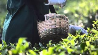 White Tea Manufacturing Process