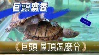 蛋龜來襲 巨頭麝香（Sternotherus minor ）蛋龜人氣王 屋頂龜 巨頭麝香 怎麼分？