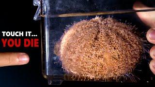 The WORLD'S DEADLIEST Sea Urchin!