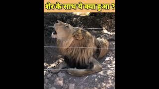 इतना खतरनाक जनवर जिसने शेर को भी पानी पिला दिया #shorts #viralshorts #gyanibabatv #ytshorts #lion