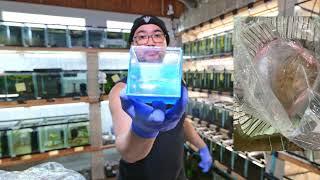 Unboxing 50+ Bettas - Guppies and more from Thailand and Indonesia all the way to Hawaii!