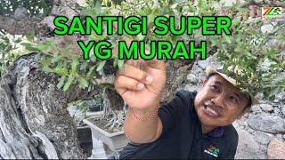 MASIH ADA PILIHAN SANTIGI SUPER