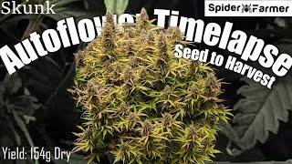 Timelapse - Seed to Harvest 154g Dry -Skunk Autoflower- Spiderfarmer SF4000 kit