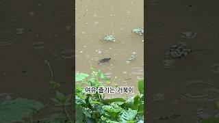 거북이도 즐기는 비 | 비 예보 없었는데, 오늘은 좀 적게 내려주세요…ㅠ #bassfishing #bass #fishing #sportfishing