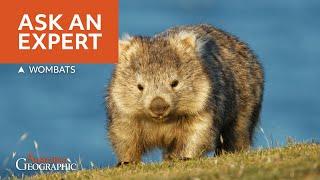 Wombats: The World's Weirdest Animal