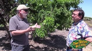 Watering Fruit Trees